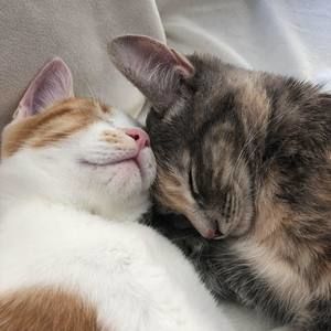 Meet your Posher, Cameron